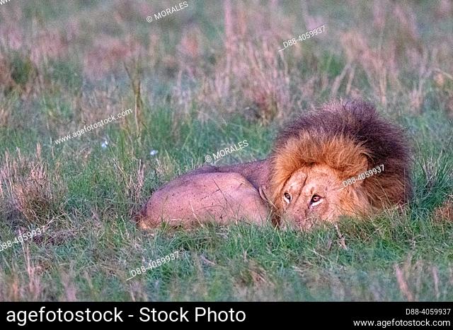 Africa, East Africa, Kenya, Masai Mara National Reserve, National Park, Lion (Panthera leo), resting in grass