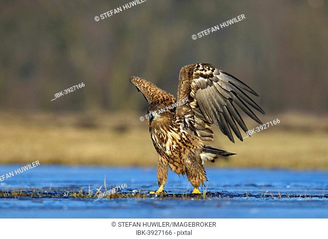 Young White-tailed Eagle (Haliaeetus albicilla), just in front of the departure, Lódz Voivodeship, Poland