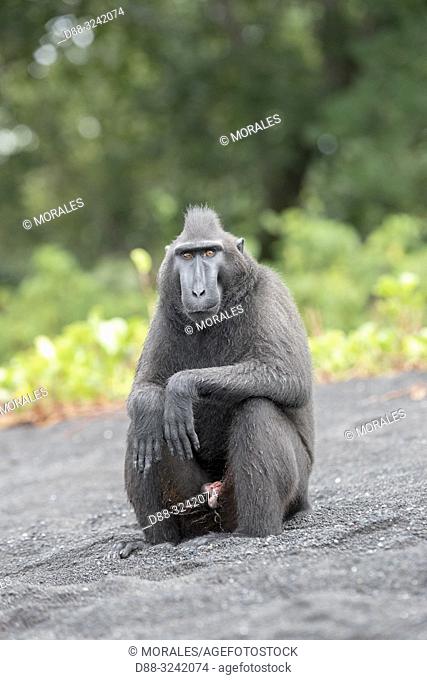 Asia, Indonesia, Celebes, Sulawesi, Tangkoko National Park, . Celebes crested macaque or crested black macaque, Sulawesi crested macaque