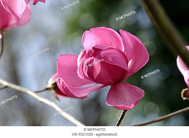 SCHWEIZ, SAN NAZARRO, 27.03.2014, Magnolie (Magnolia spreni 'Burncoose') - 27/03/2014