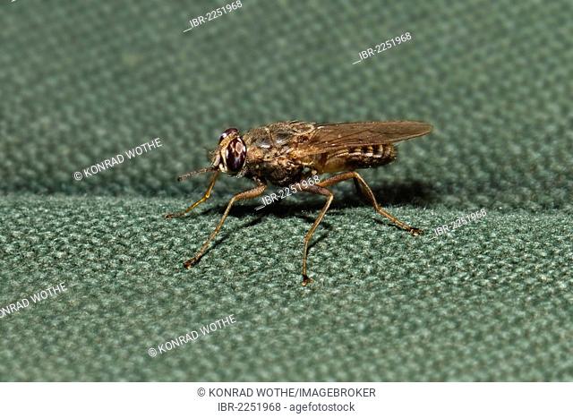 Tsetse fly (Glossina sp.), on fabric, Tanzania, East Africa, Africa