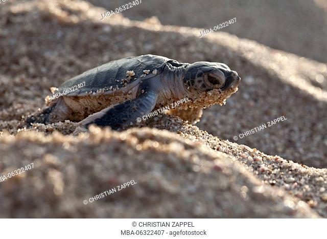 Green turtle or Pacific green turtle, Chelonia mydas, Oman, Asia