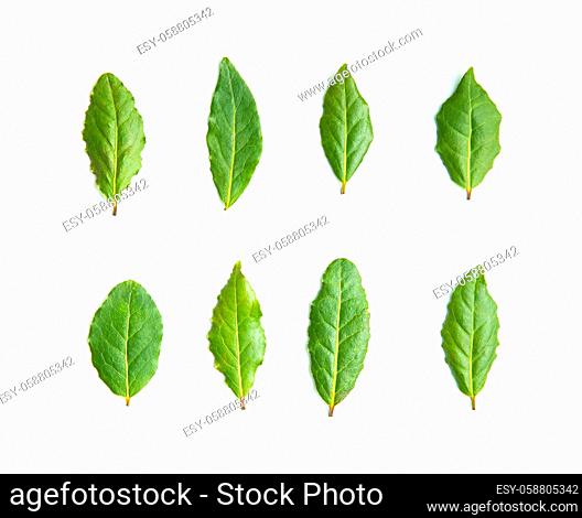 Fresh green bay leaves isolated on white background