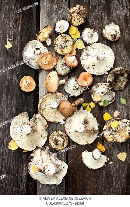 Assortment of wild mushrooms on wooden floor