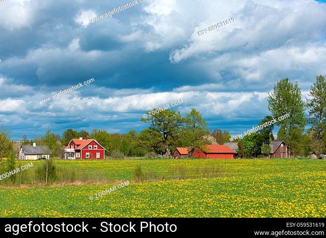 Bauernhof in Småland, Schweden, im Frühling, Blick über blühende Wiesen voller gelber Löwenzahnblumen. Farmstead with typical red wooden houses and barns in...
