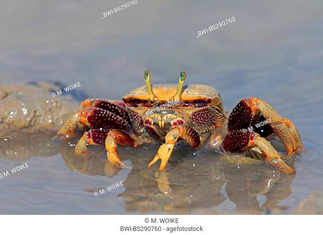 Moroccan fiddler crab, European Fiddler Crab (Uca tangeri), female on the beach, Spain, Sanlucar de Barrameda