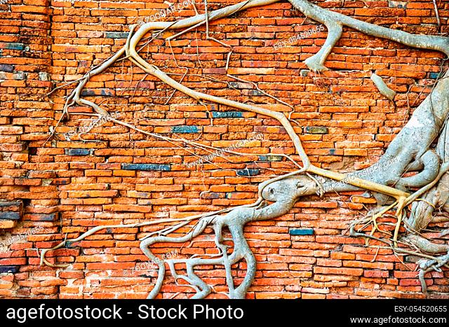 Closeup view of surface of old brick wall and tree roots growing through it. Can be used as background