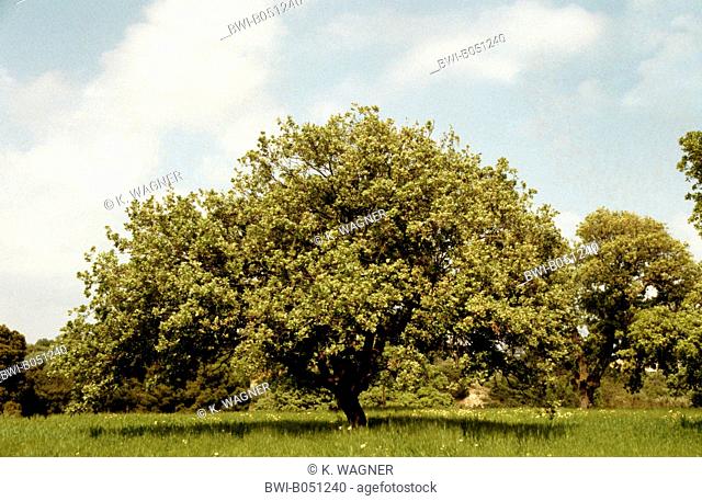 Dyer's oak, Vallonian oak (Quercus macrolepis), single tree in a meadow