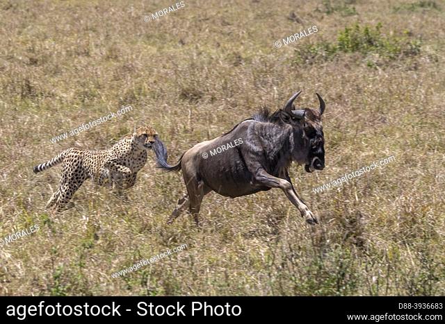 Africa, East Africa, Kenya, Masai Mara National Reserve, National Park, Cheetah (Acinonyx jubatus), hunting a wildebeest