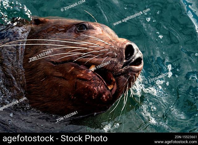 Wild sea animal Steller Sea Lion or Northern Sea Lion (Eumetopias Jubatus) swims in cold waves Pacific Ocean. Avacha Bay, Kamchatka Peninsula, Russian Far East