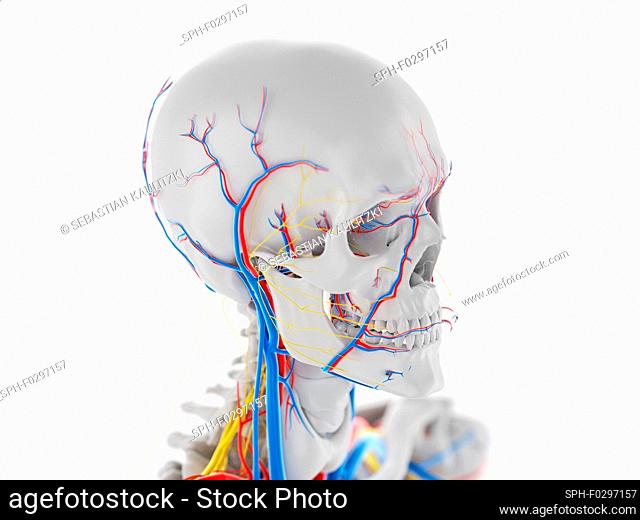 Vascular and nervous anatomy of the head, illustration