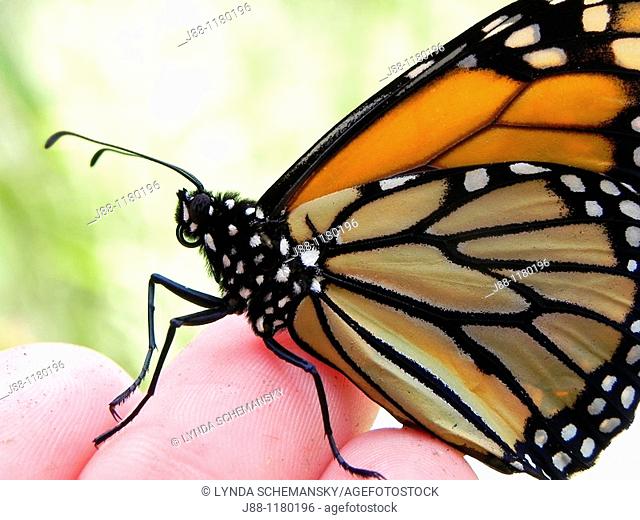 Monarch butterfly, Danaus plexippus, resting on human hand