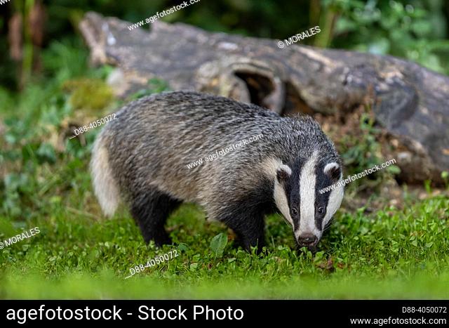 France, Brittany, Ille et Vilaine, European badger (Meles meles), in an undergrowth, on a stump