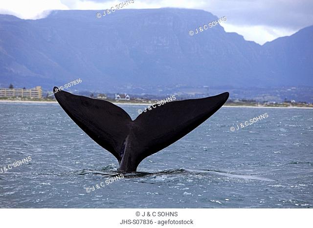 Southern Right Whale, Balaena glacialis, Simon's Town, Cape Peninsula, South Africa, Africa, adult lobtailing