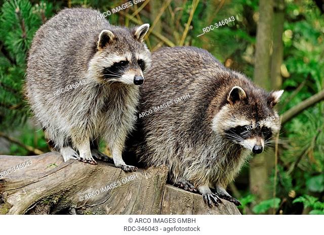 Raccoon / Procyon lotor / Common Raccoon, North American Raccoon, Northern Raccoon