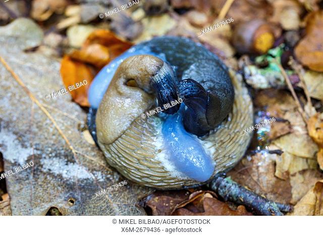 Arion slugs in mating. Saja-Besaya Natural Park. Cabuerniga valley. Cantabria, Spain