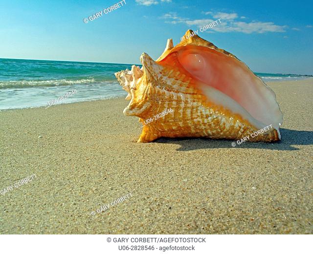 Queen conch shell on beach