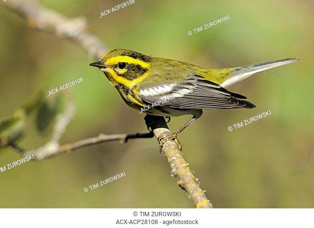 Male Townsend's Warbler on perch at Victoria BC, Canada