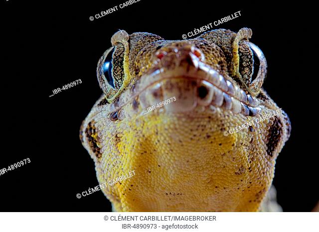 Frog-eyed gecko (Teratoscincus roborowskii), animal portrait, captive, China