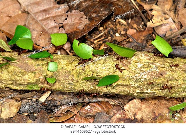 Leafcutter ants, a non-generic name, are any of 47 species of leaf-chewing ants belonging to the two genera Atta and Acromyrmex