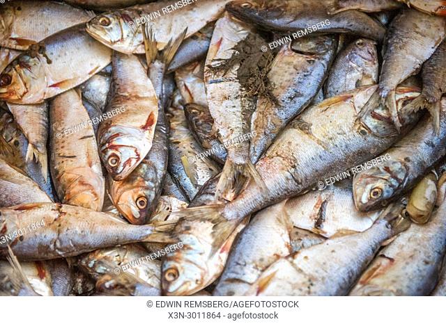 Full frame shot of a pile of menhaden fish that is being used as bait, Dundalk, Maryland. USA