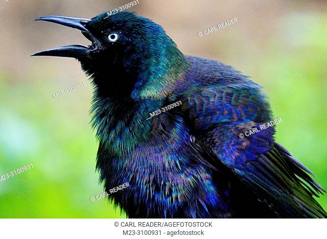 A common grackle seems to be complaining, Pennsylvania, USA