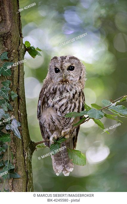 Tawny owl (Strix aluco), captive, Vulkaneifel, Germany