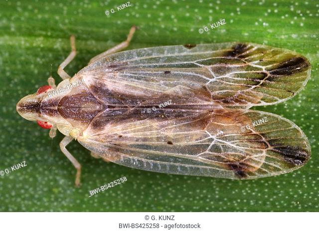 Tropiduchid planthopper (Tropiduchidae), sits on a leaf, Costa Rica