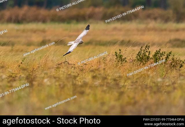 29 October 2023, Brandenburg, Großbeeren: 19.06.2023, Diedersdorf. A male hen harrier (Circus cyaneus) flies over a natural meadow in Diedersdorf, Brandenburg
