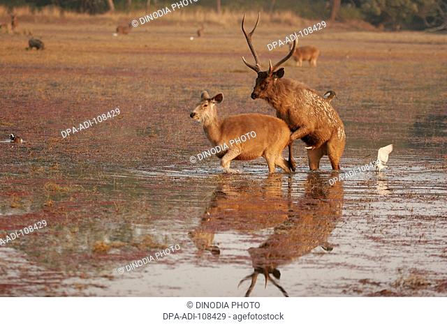 Sambar Deer Cervus unicolor ; male female mating in Rajbagh lake ;  Ranthambore Tiger Reserve  National Park ; Rajasthan ; India
