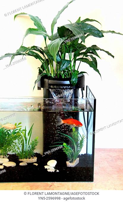 Step by step: how to create a water filter for an aquarium with a plant, a spathiphyllum