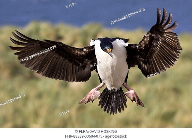King Cormorant Phalacrocorax atriceps albiventer, flying