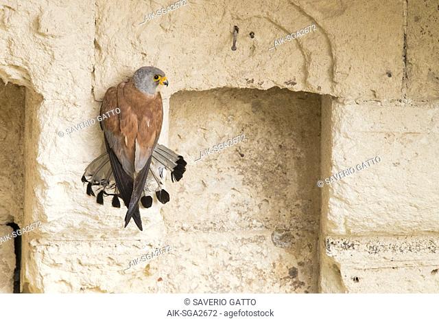Lesser Kestrel (Falco naumanni), adult male grabbing at a wall in Matera