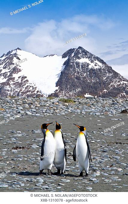 King penguin Aptenodytes patagonicus breeding and nesting colony at Salisbury Plains, Bay of Isles on South Georgia Island