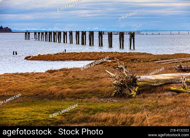 Coastal marsh and driftwood along the south arm of the Fraser River near Steveston British Columbia Canada