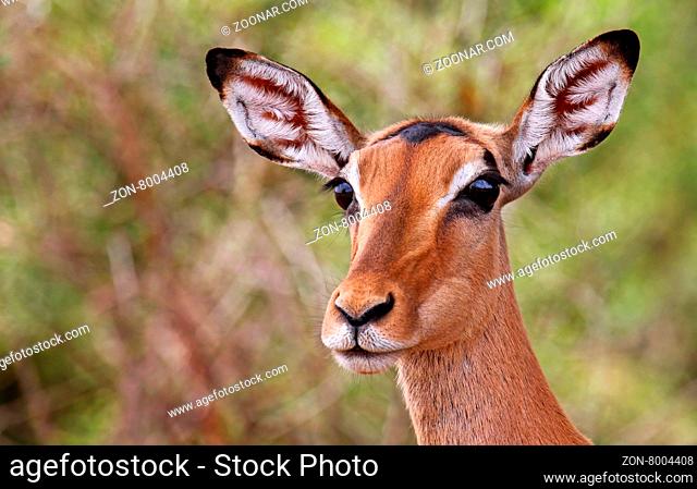 Impala im Kruger Nationalpark, Südafrika, Schwarzfersenantilope, Impala in South Africa, Aepyceros melampus