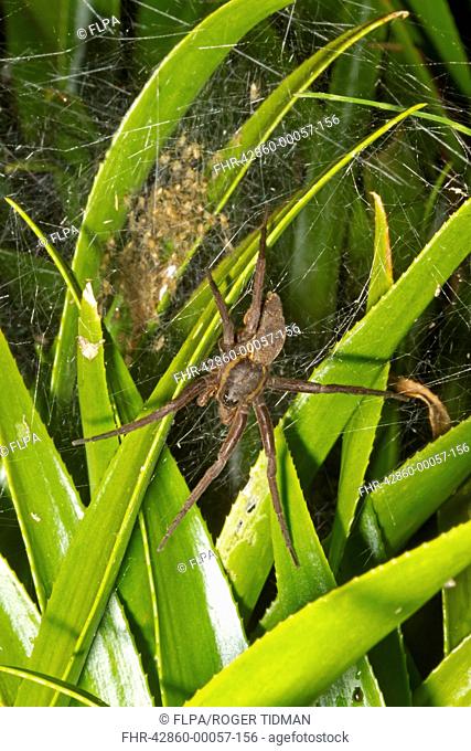 Fen Raft Spider (Dolomedes plantarius) adult female, guarding babies in summer nursery web, at broadland relocation site, The Broads, Norfolk, England, August