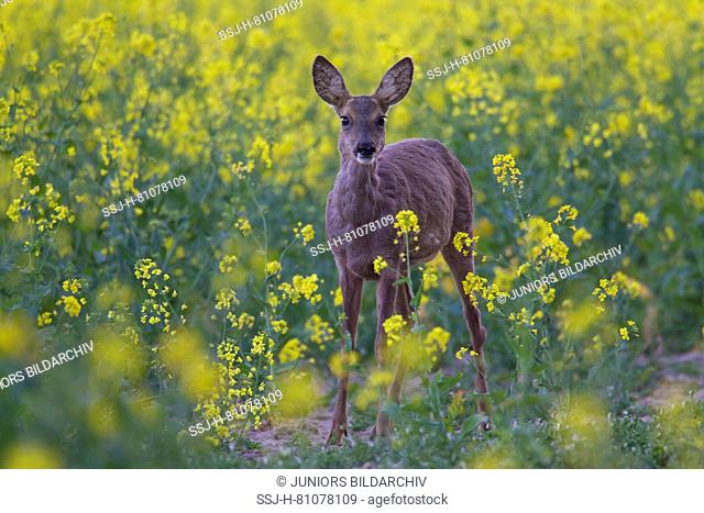 European Roe Deer (Capreolus capreolus). Doe standing in flowering rape. Germany