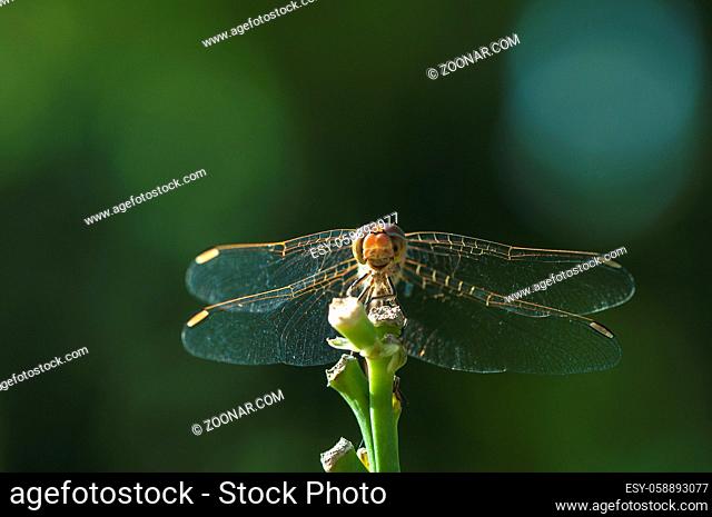 Dragonfly resting on a plant. Dragonfly closeup. Summer