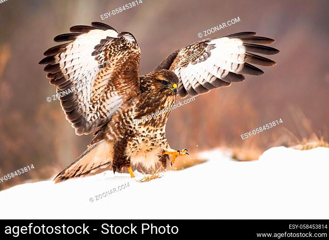 Wild bird of prey with brown and white feathers landing on snow covered meadow with wings wide open in wintertime. Common buzzard, buteo buteo, on a hunt