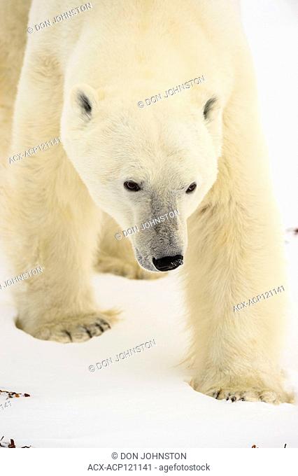 Polar Bear (Ursus maritimus) Curious individual approaching