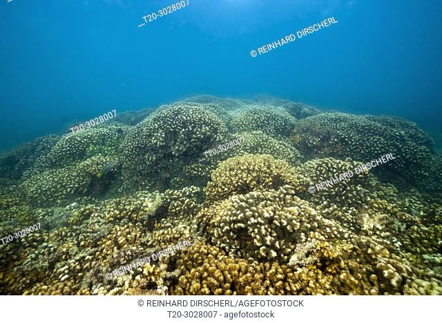 Stone Corals in Sea of Cortez, Pocillopora elegans, La Paz, Baja California Sur, Mexico