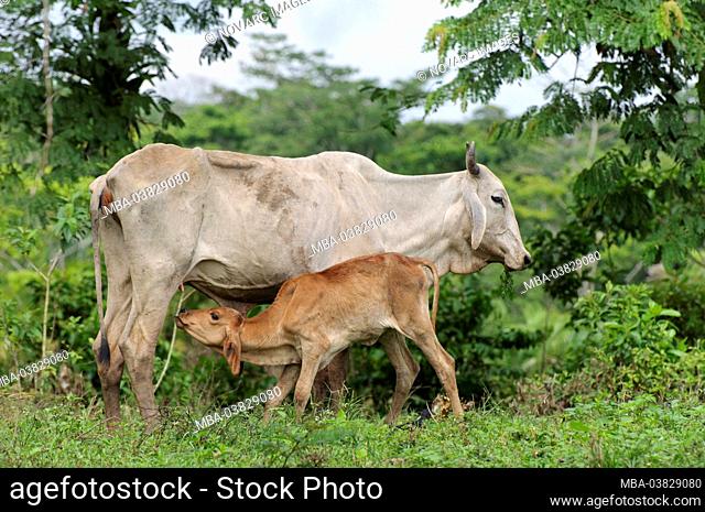 Cow with calf, Ometepe, Nicaragua, Central America