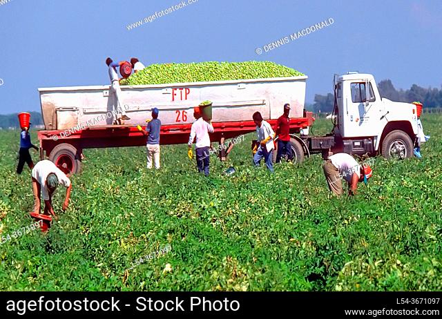 Immigrant, Mexican migrant worker picks tomatoes - Ruskin, Florida