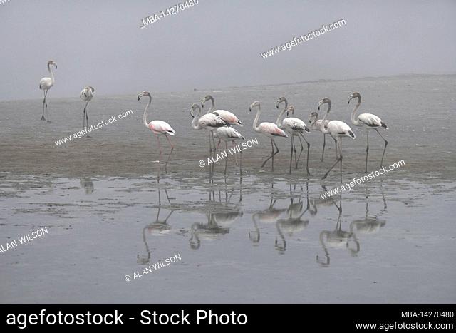 Young Greater Flamingoes (Phoenicopterus roseus) in fog, western Cape, South Africa