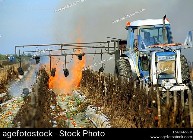Farmer burning off old tomato field to prepare for planting new crop - Ruskin, Florida