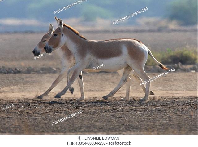 Asiatic Wild Ass Equus hemionus two adults, trotting, Little Rann of Kachchh, Gujarat, India, november