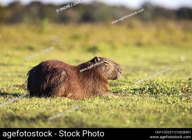Capybara in tropical Pantanal, Brasil, July 7, 2017. (CTK Photo/Ondrej Zaruba)