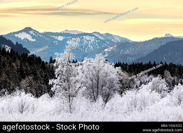 Hoarfrost on the pastures on the banks of the Sylvenstein reservoir, in the background the Soierngruppe and some offshore mountains in soft light and veil...