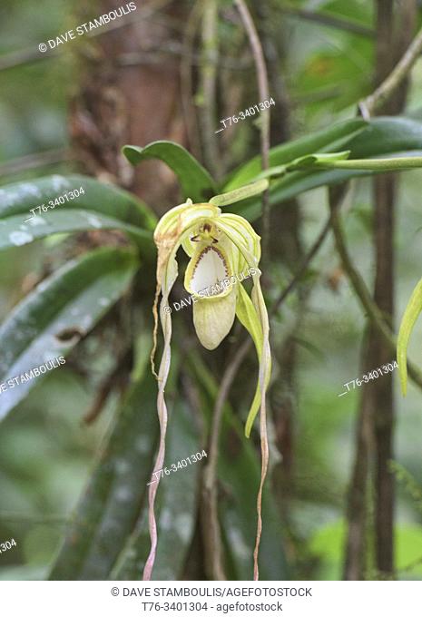 Rare Phragmipedium warszewiczianum orchid, Copalinga, Podocarpus National Park, Zamora, Ecuador